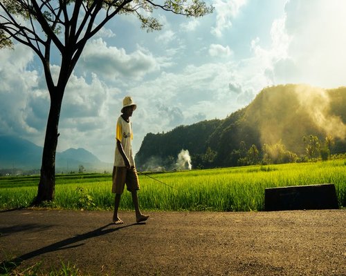 A serene outdoor environment in Indonesia perfect for a calm afternoon walk